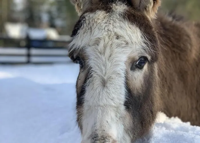 Seepark Heidenholz, Plau Am * プラウ・アム・ゼー